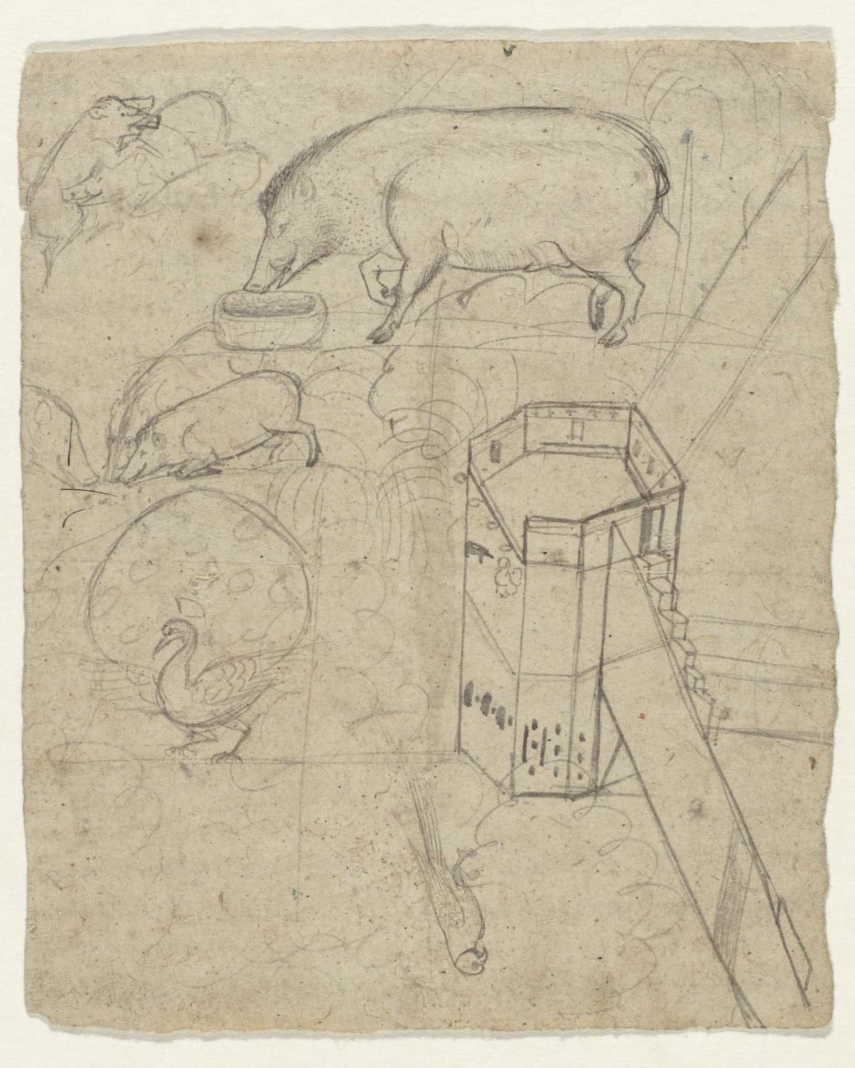 Some studies of boar, a peacock, a parrot and a tower, anonymous, 1800 - 1900