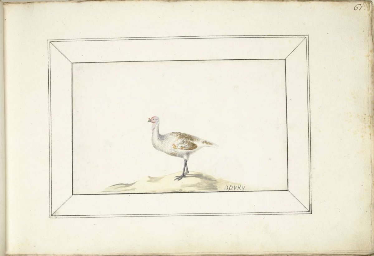 Kalkoen, anonymous, 1660 - c. 1687