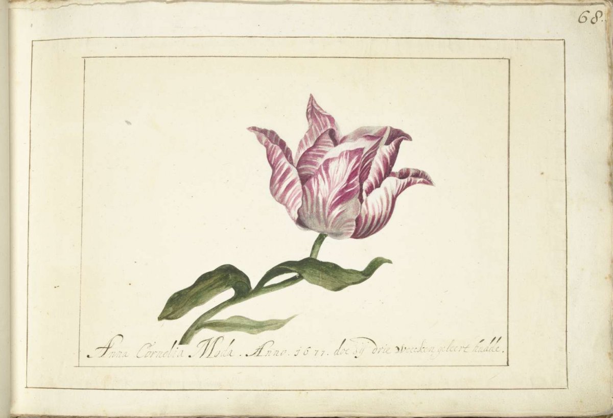 Tulip, Anna Cornelia Moda, 1677