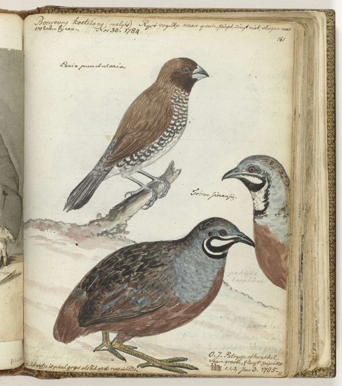 Rice bird and Javanese quails, Jan Brandes, 1785