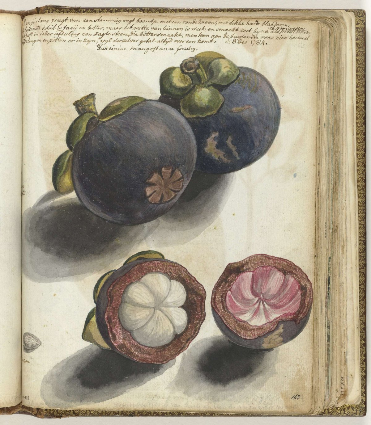 Manggistan, Jan Brandes, 1784
