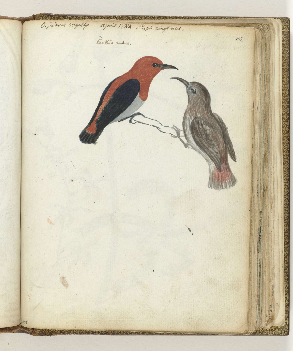 Javaanse vogels, Jan Brandes, 1784