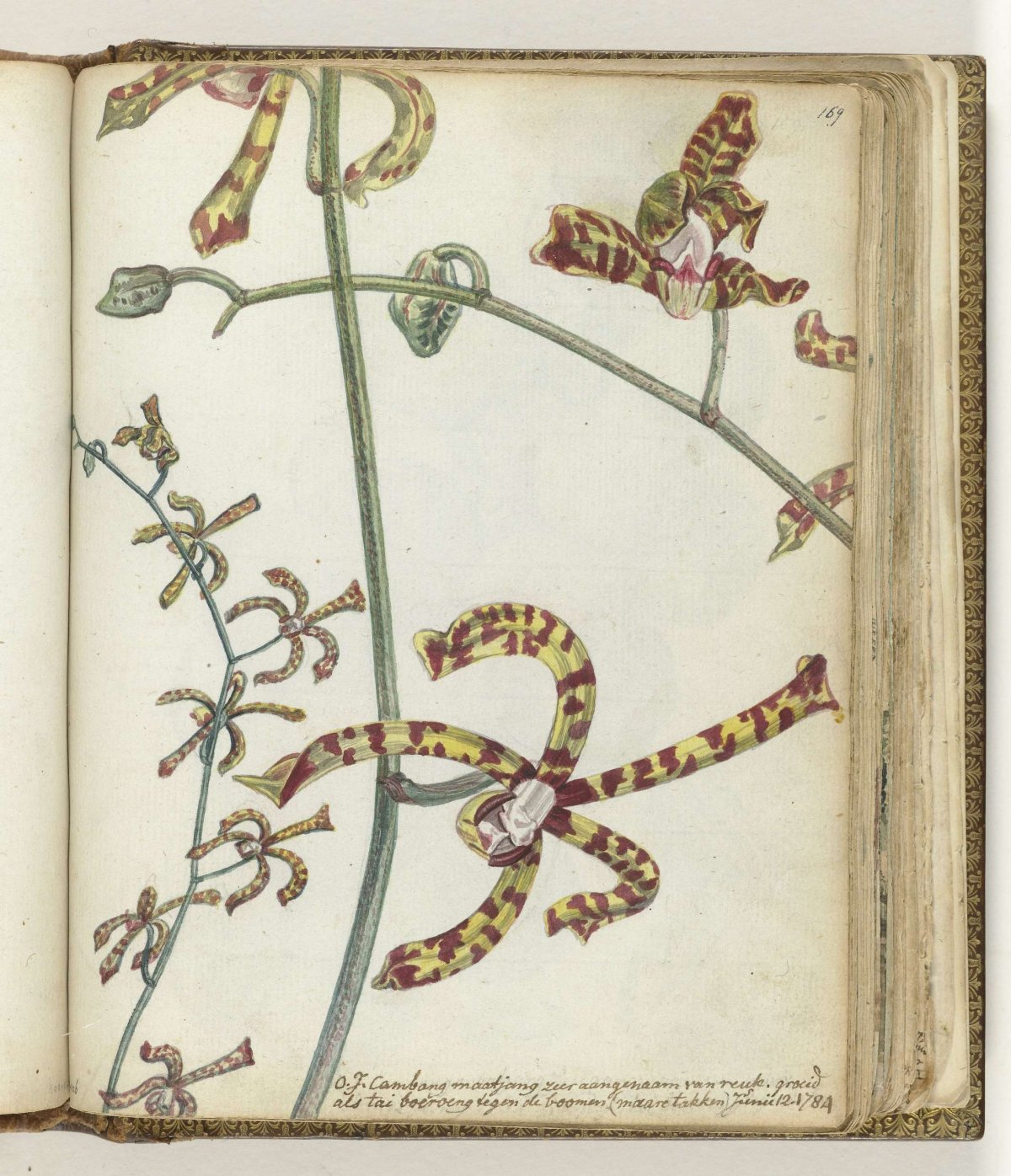 Javaanse bloem 'cambang matjang', Jan Brandes, 1784