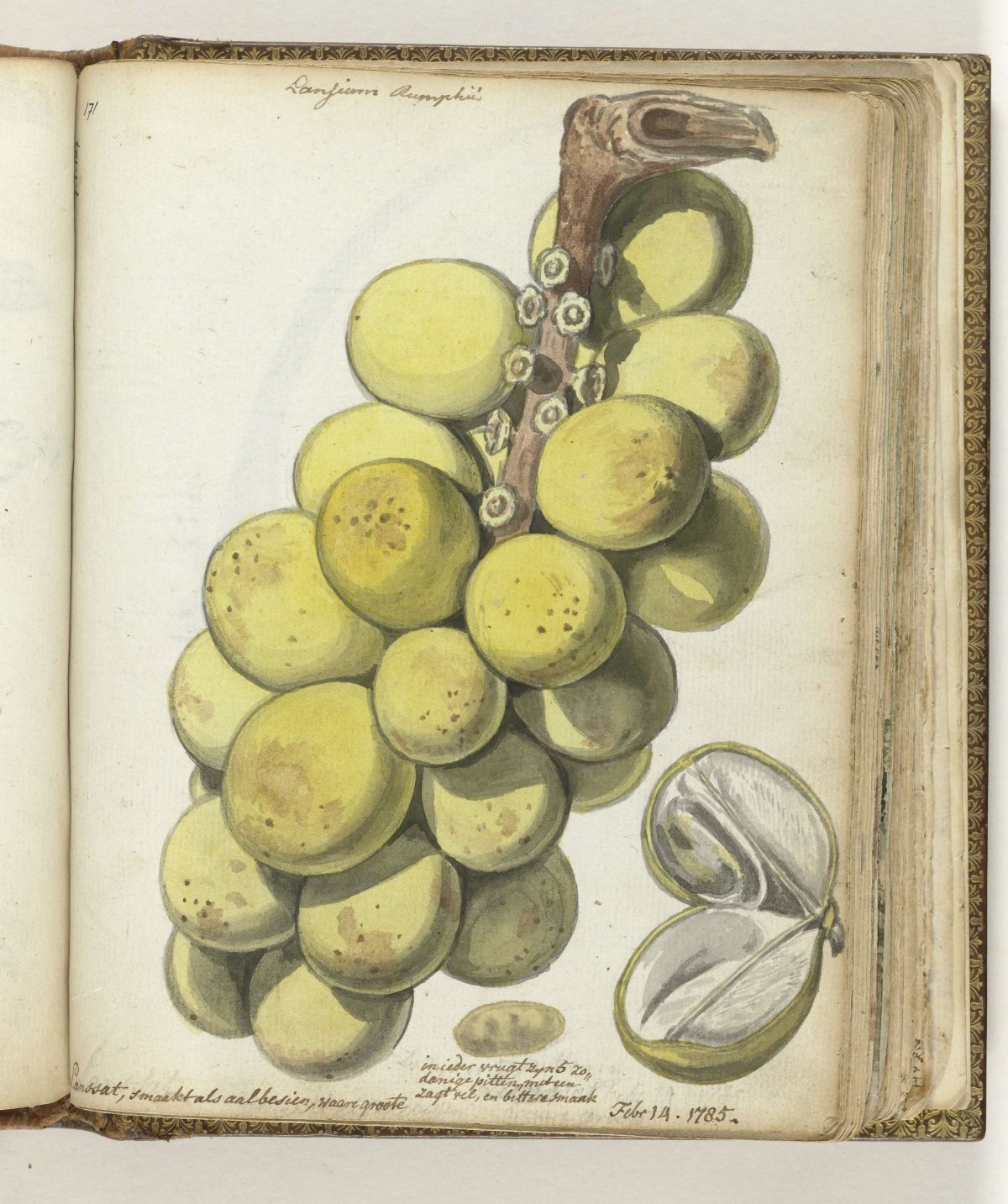 Lanssat, a Javanese fruit, Jan Brandes, 1785