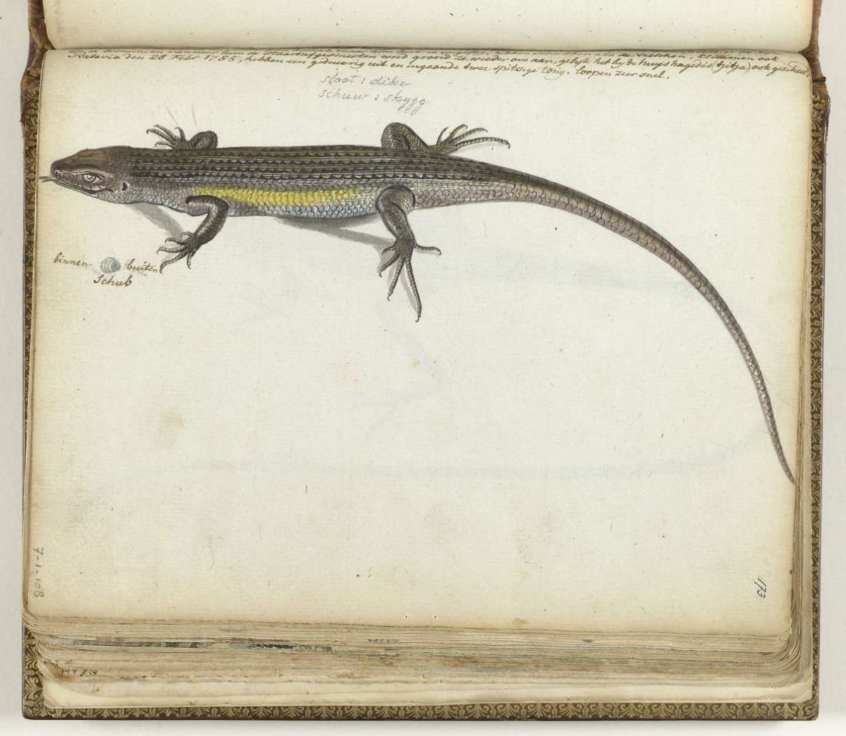 Land and water lizard, Jan Brandes, 1785