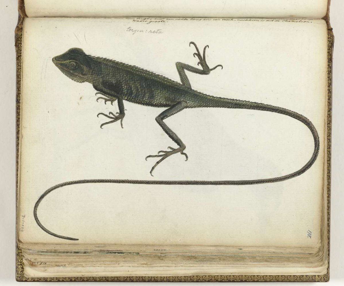 Boomhagedis, Jan Brandes, 1785