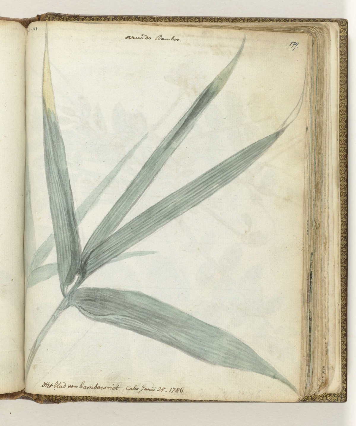The leaf of bamboo reeds, Jan Brandes, 1786