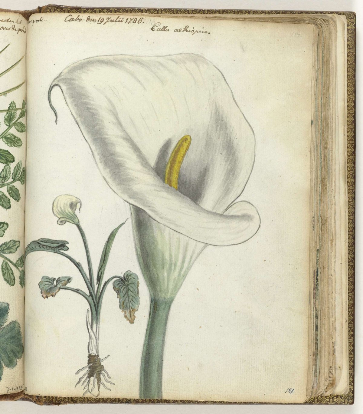 Kaapse aronskelk, Jan Brandes, 1786