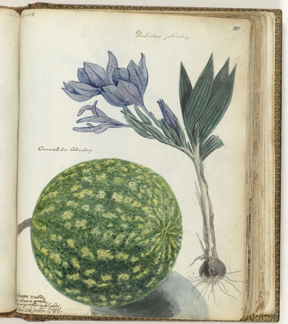 Cape watermelon and gladiolus, Jan Brandes, 1786
