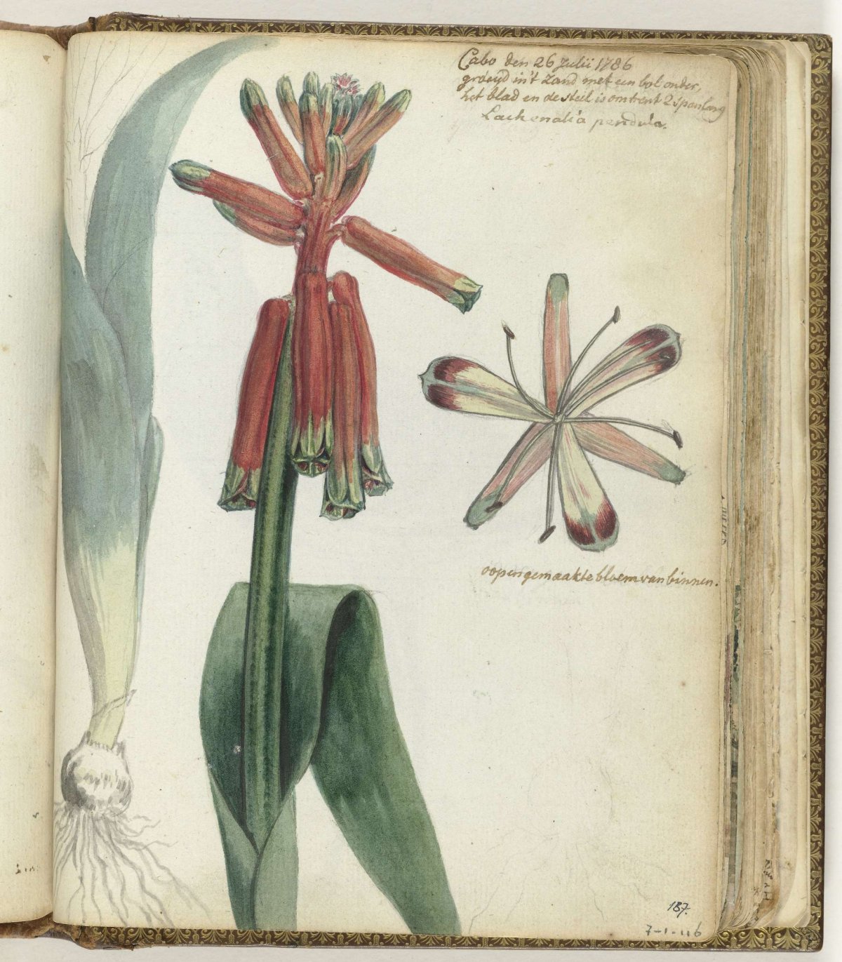 Kaapse bloem, Jan Brandes, 1786