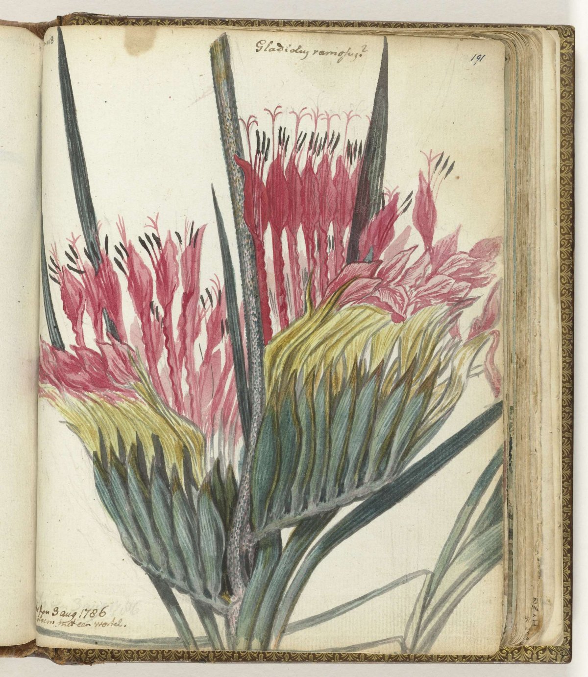Kaapse bloem, Jan Brandes, 1786