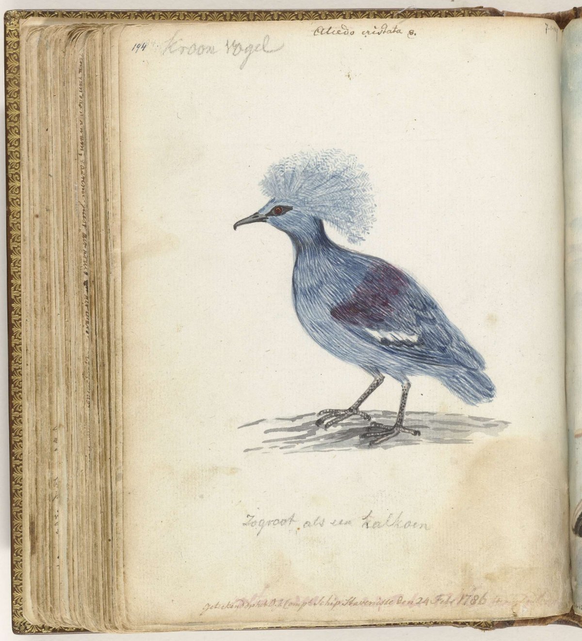 Crowned Pigeon, Jan Brandes, 1786