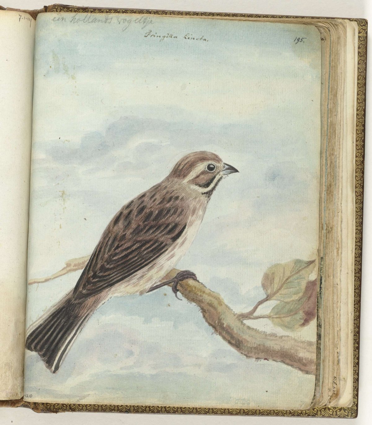 Dutch bird, Jan Brandes, 1770 - 1787