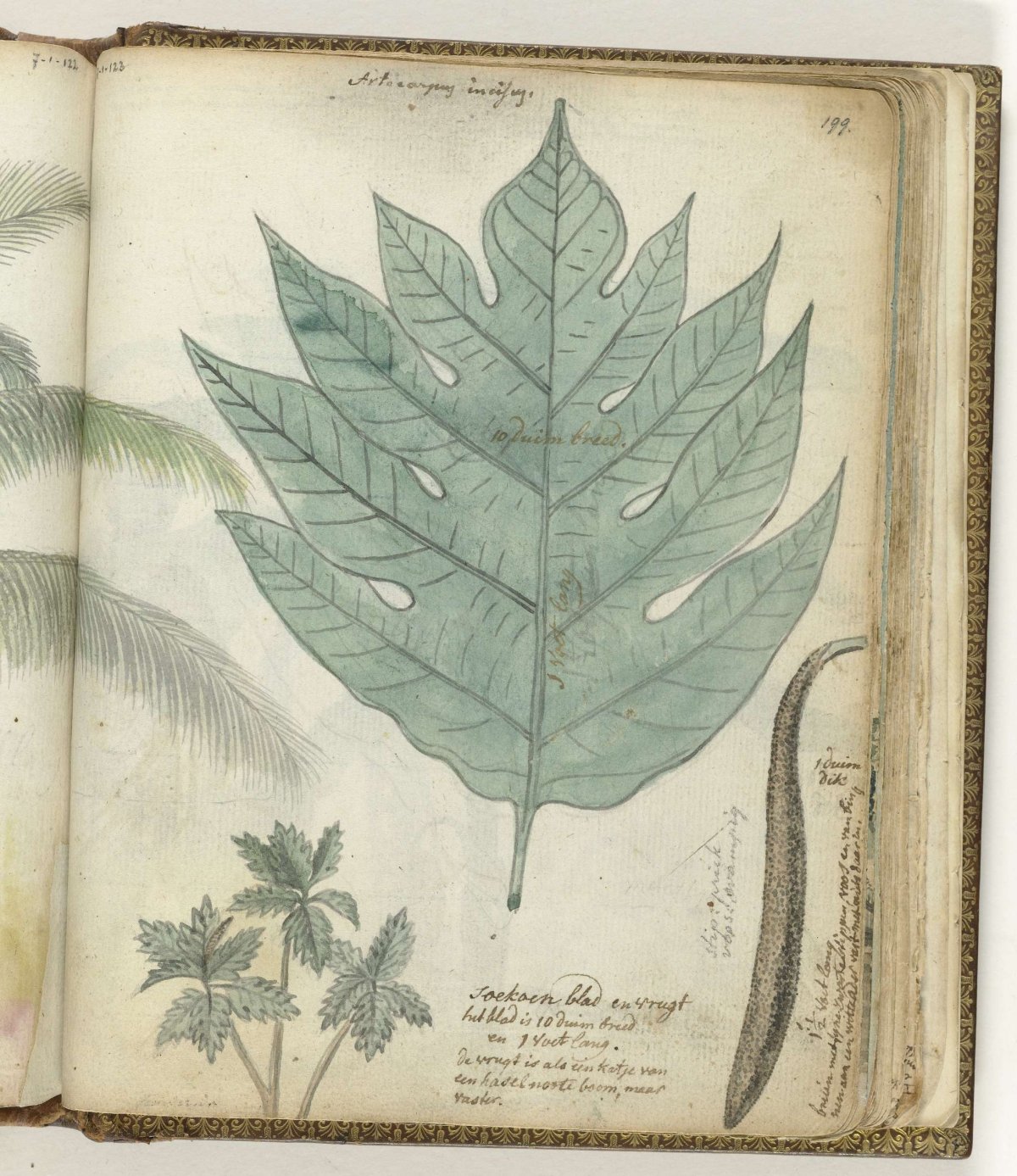 Zucchini leaf and fruit, Jan Brandes, 1779 - 1785