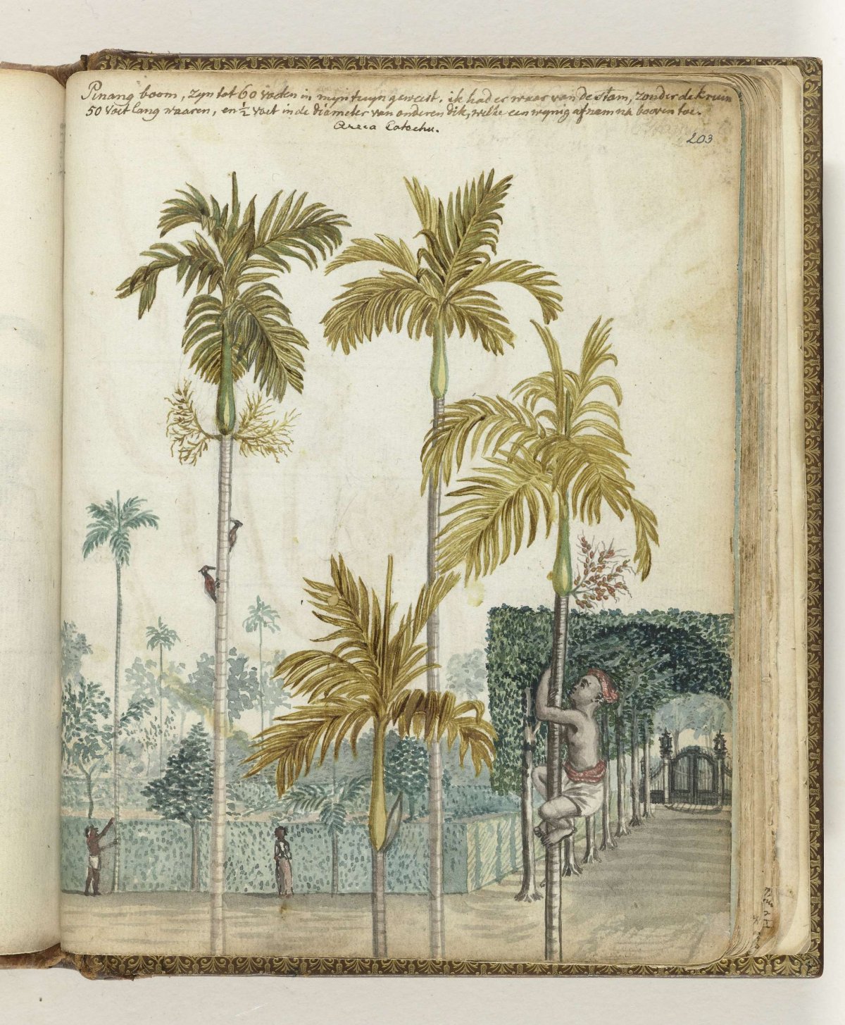 Pinan trees at estate, Jan Brandes, 1779 - 1785