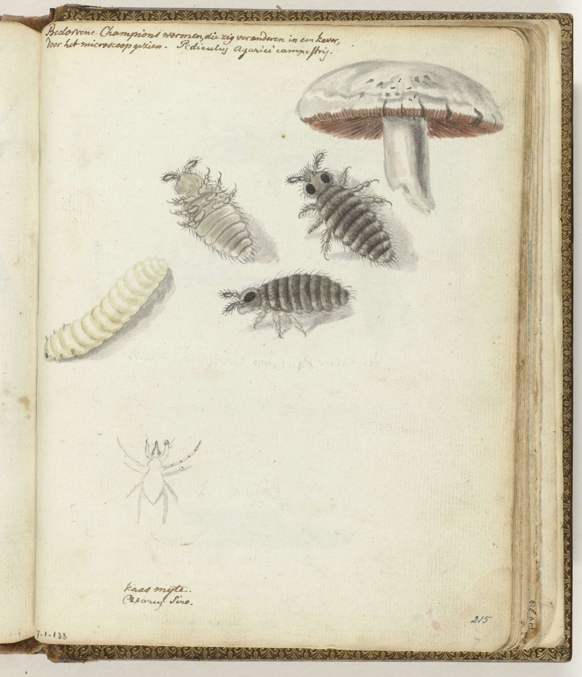 Champignonswormen, Jan Brandes, 1770 - 1787