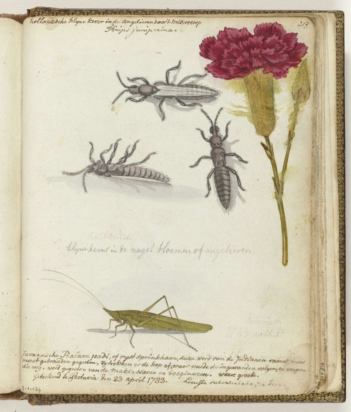 Dutch beetle and Javanese rice locust, Jan Brandes, 1783