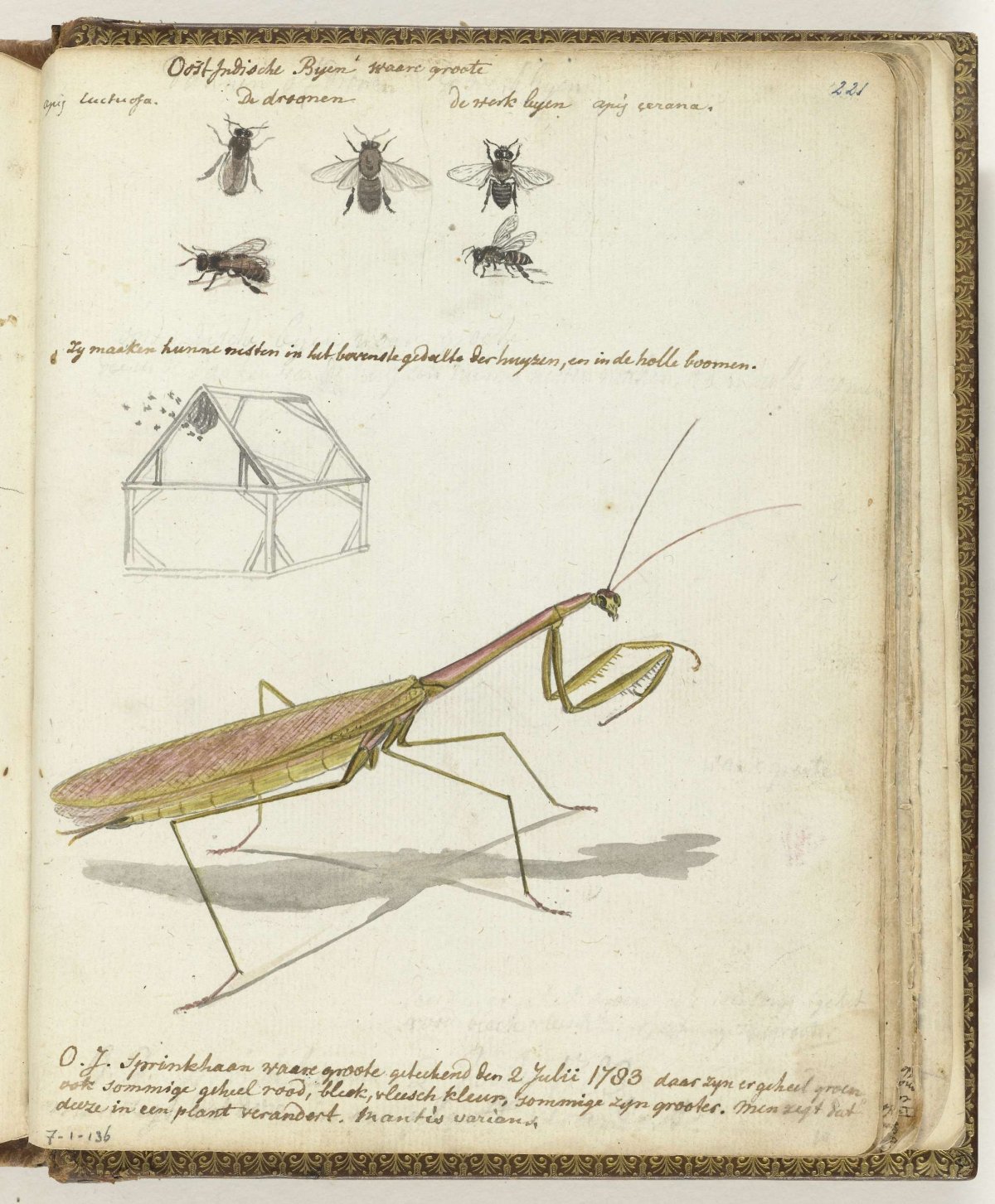 Javanese bees and grasshopper, Jan Brandes, 1783