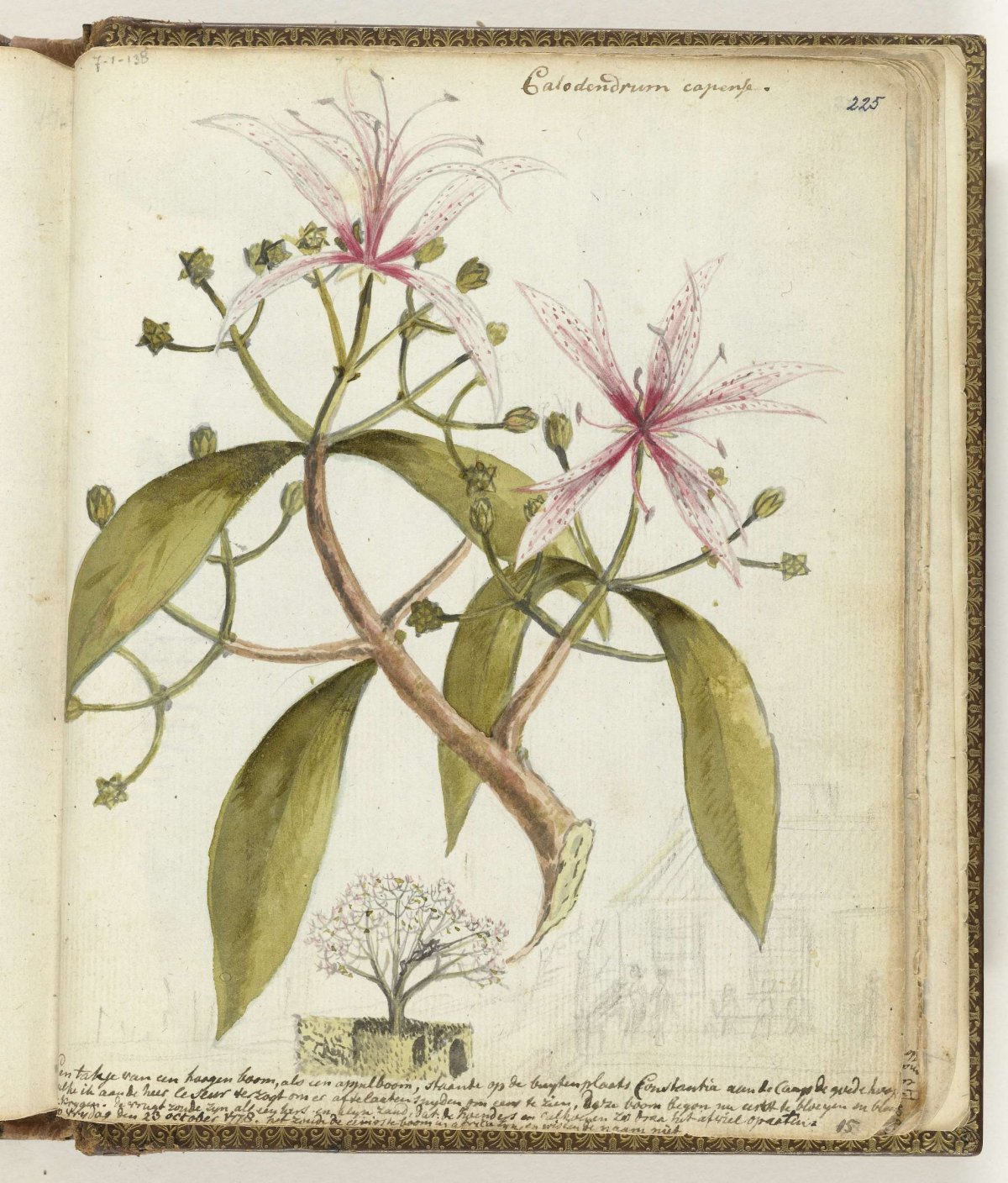 Kaapse hageboom, Jan Brandes, 1778