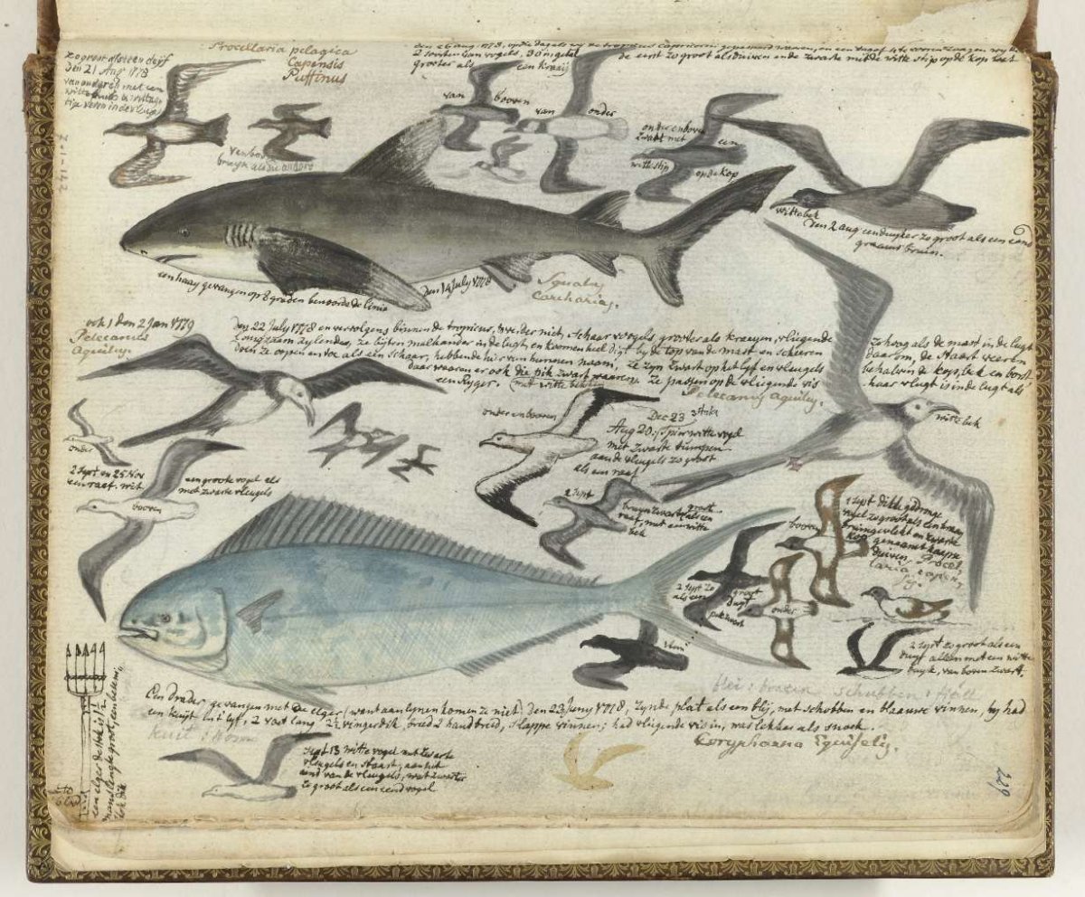 Seabirds and marine fish, Jan Brandes, 1778 - 1779