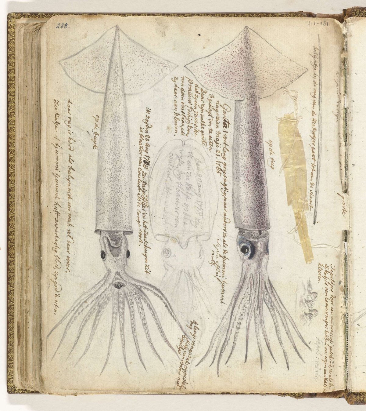 Cuttlefish and gorita, Jan Brandes, 1785