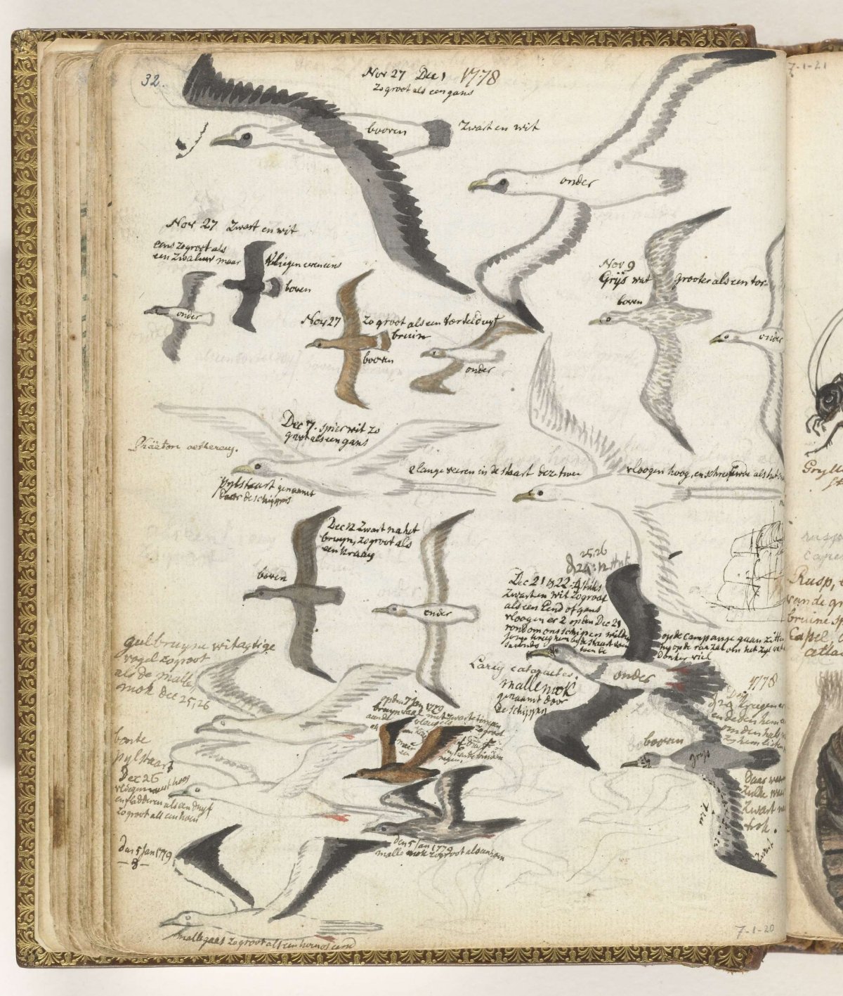 Seabirds, Jan Brandes, 1778 - 1779