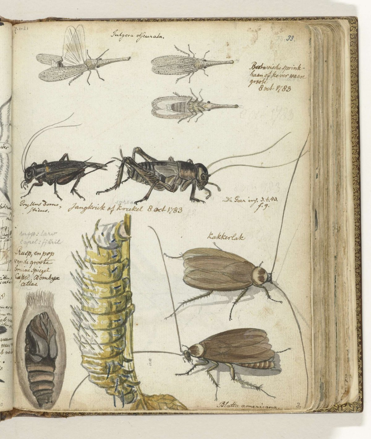 Insecten, Jan Brandes, 1783