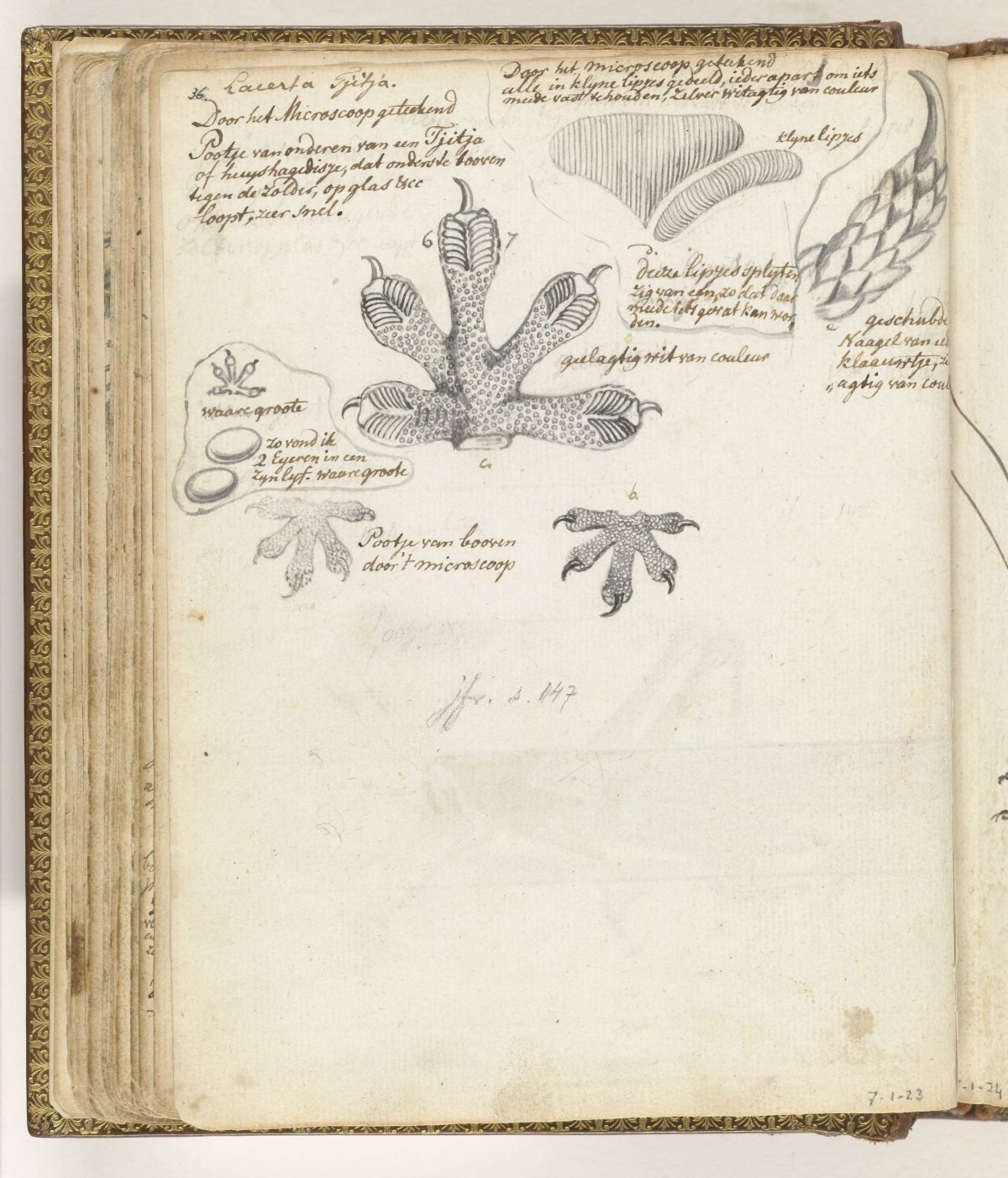 Paw of tjitjak or house gecko, Jan Brandes, 1784