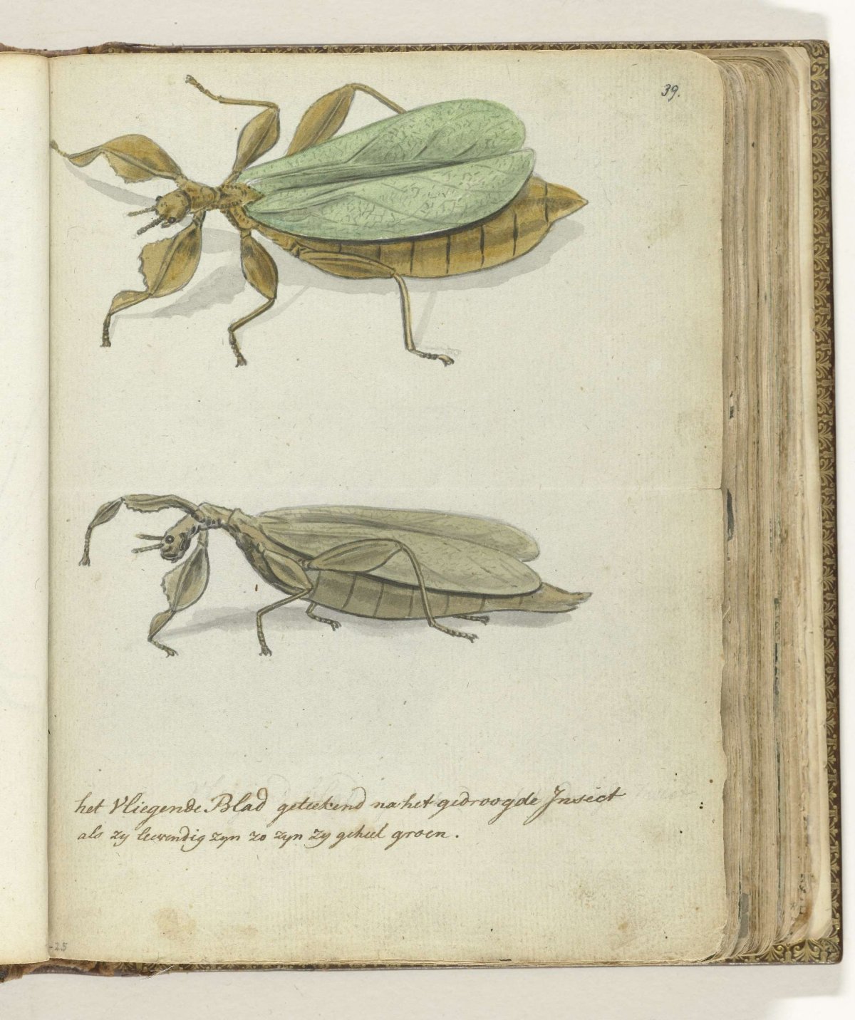 The Flying Leaf, Jan Brandes, 1778 - 1785