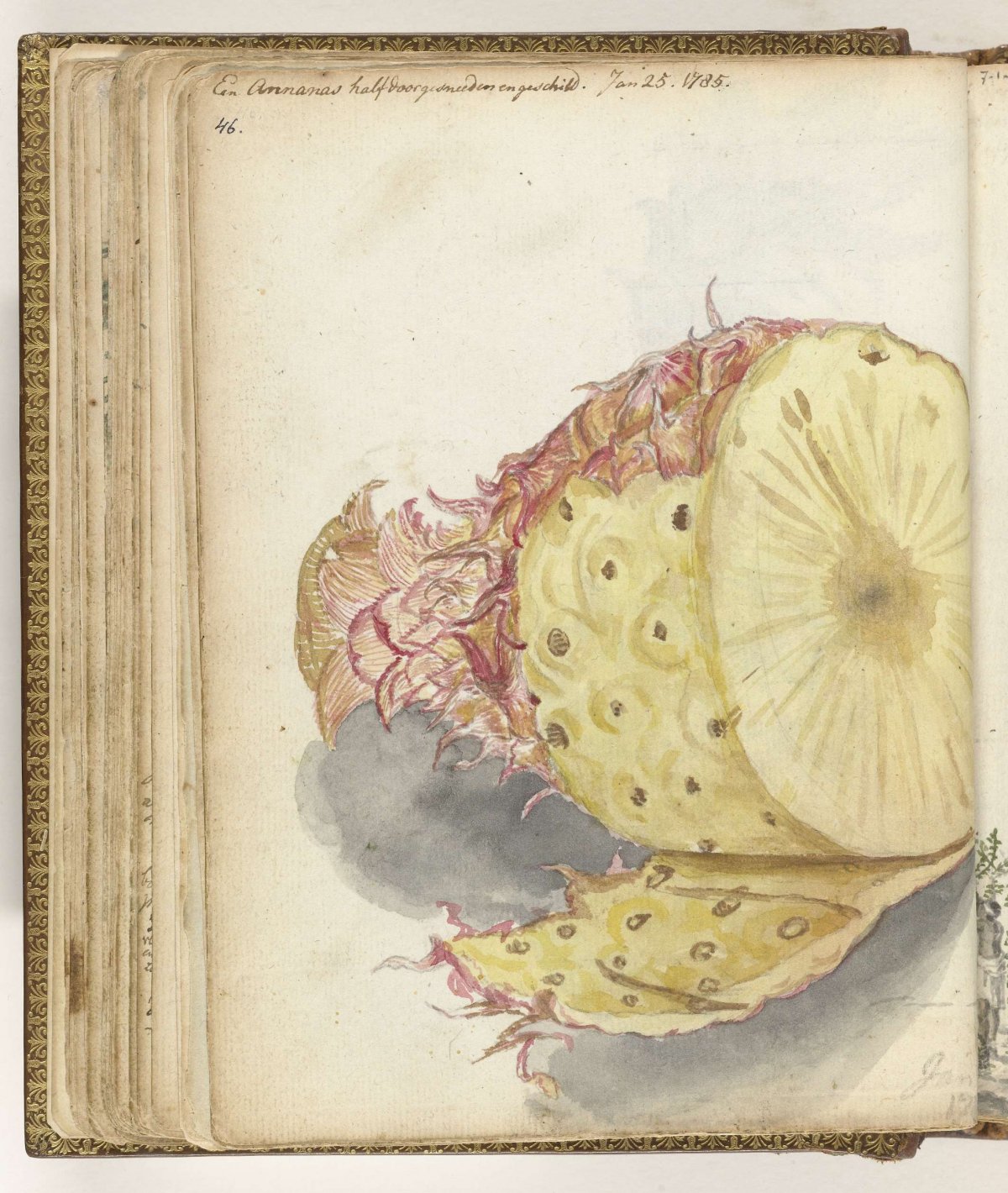Ananas, Jan Brandes, 1785