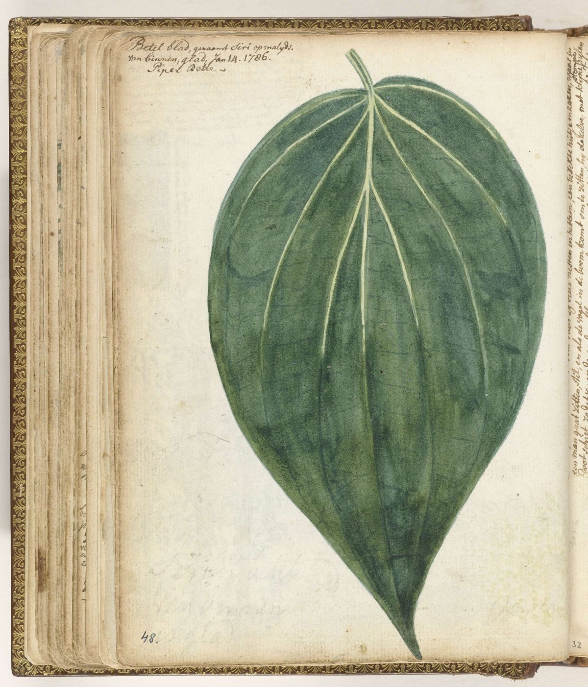 Sirih of betelblad, Jan Brandes, 1786