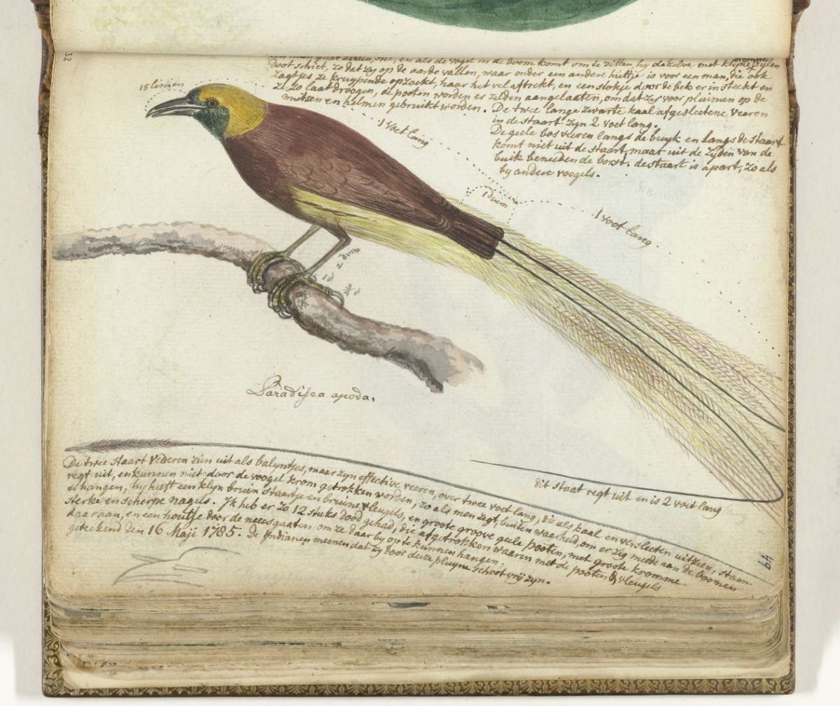 Bird of Paradise, Jan Brandes, 1785