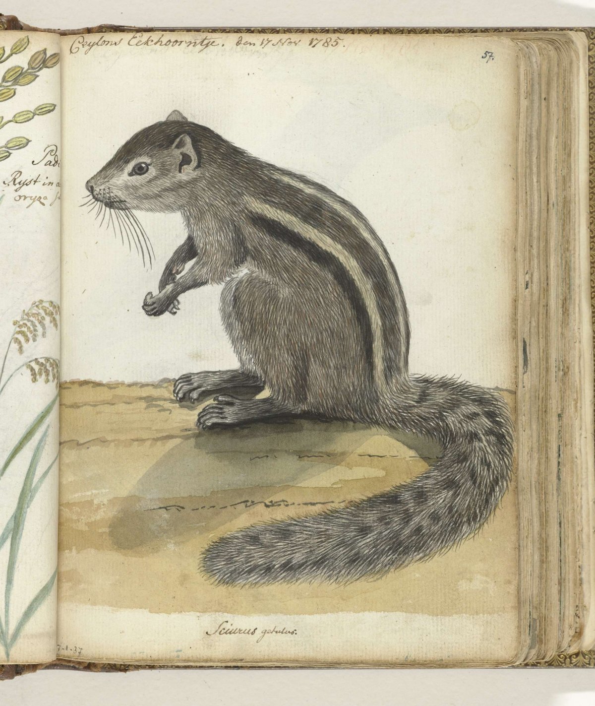 Ceylons eekhoorntje, Jan Brandes, 1785