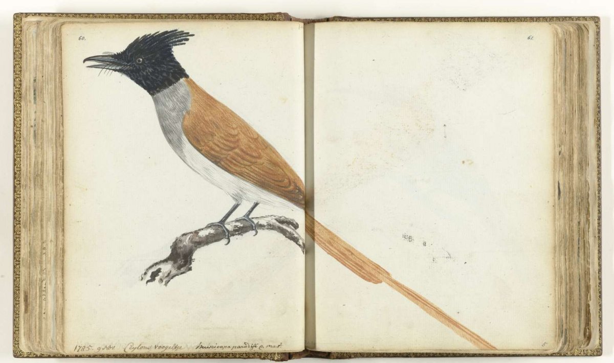 Paradise Flycatcher, Jan Brandes, 1785
