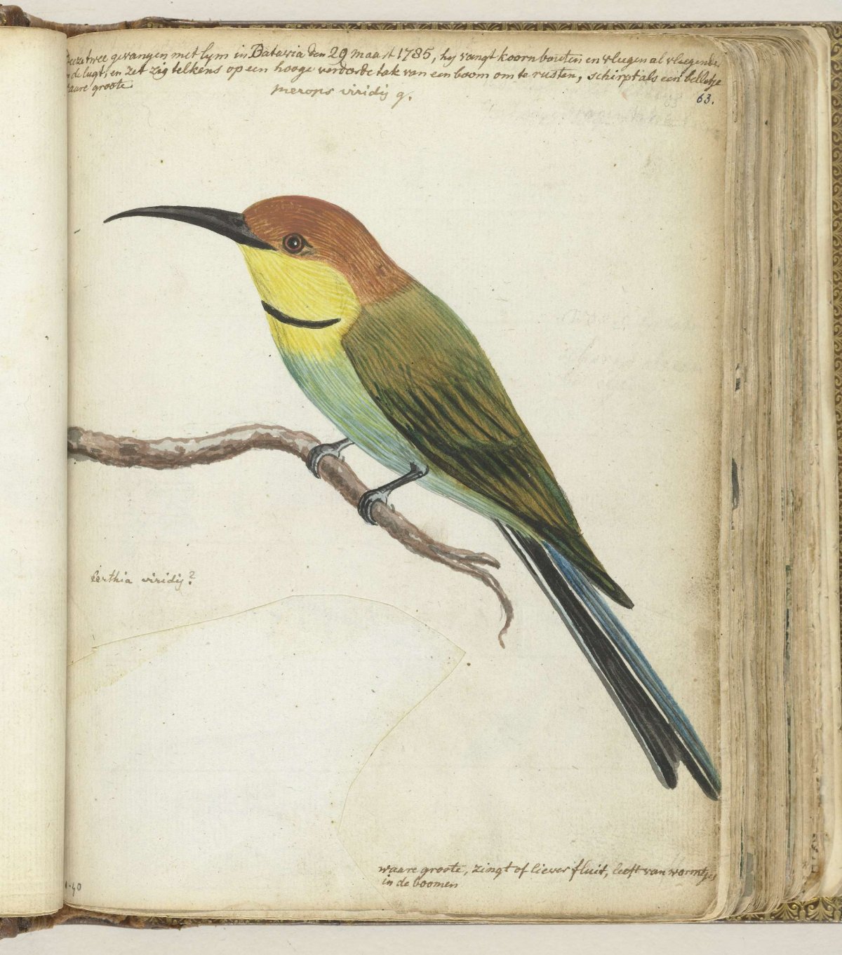 Small bird on branch, Jan Brandes, 1785