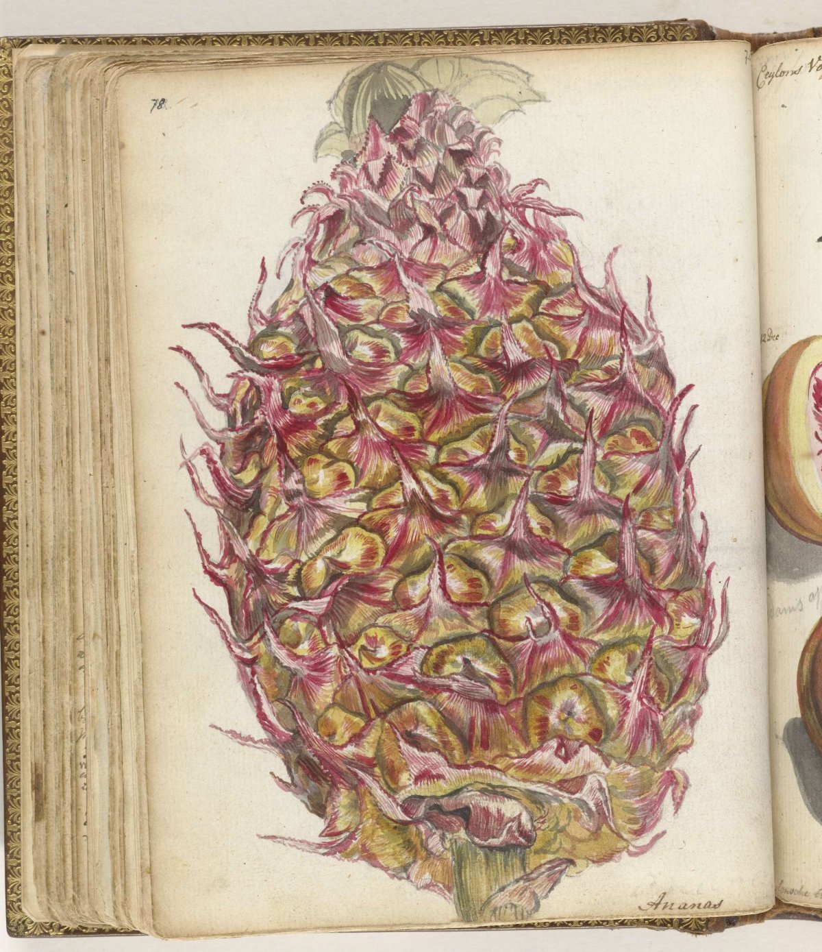 Ananas, Jan Brandes, 1785
