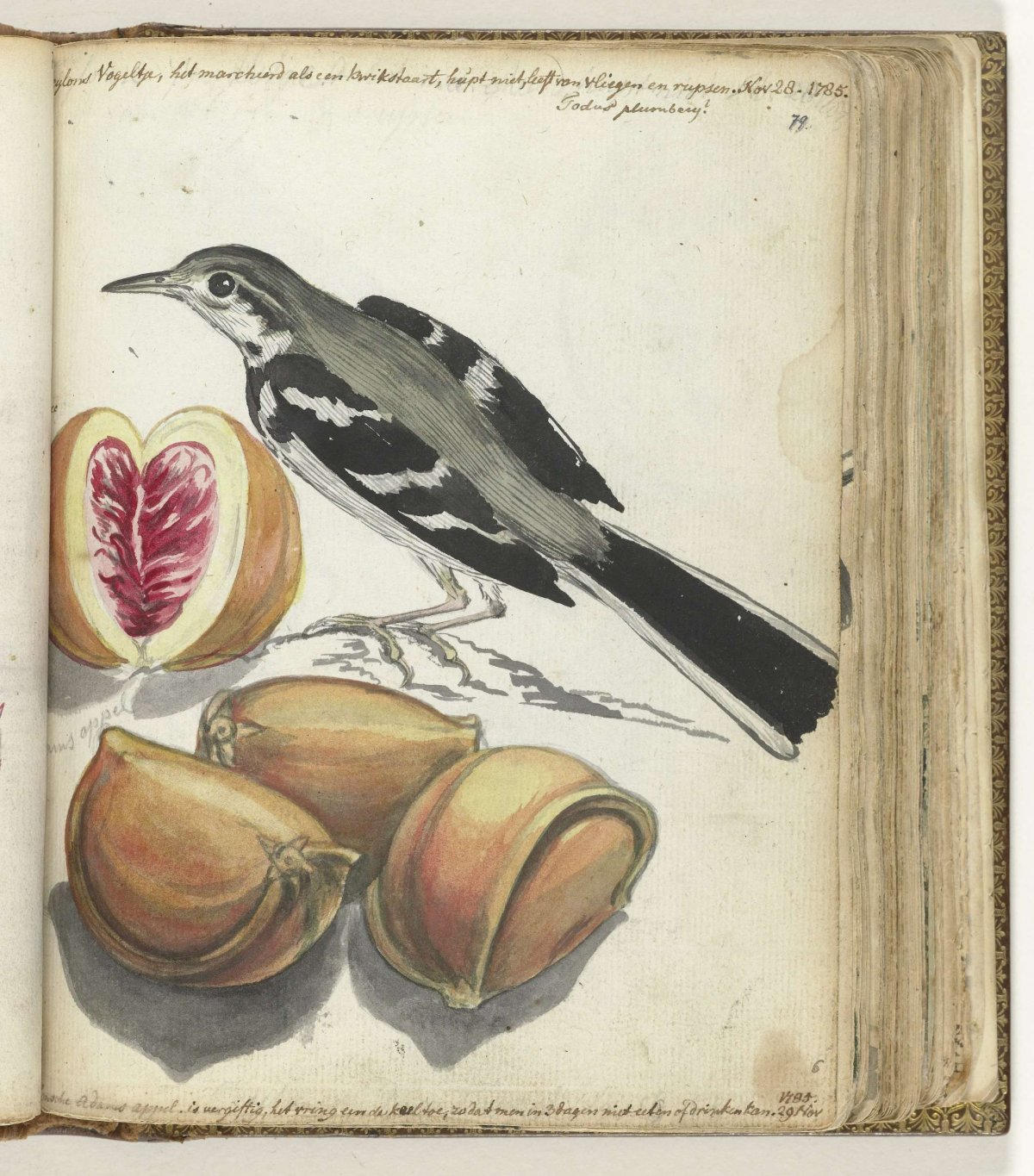 Wagtail with Fruit, Jan Brandes, 1785