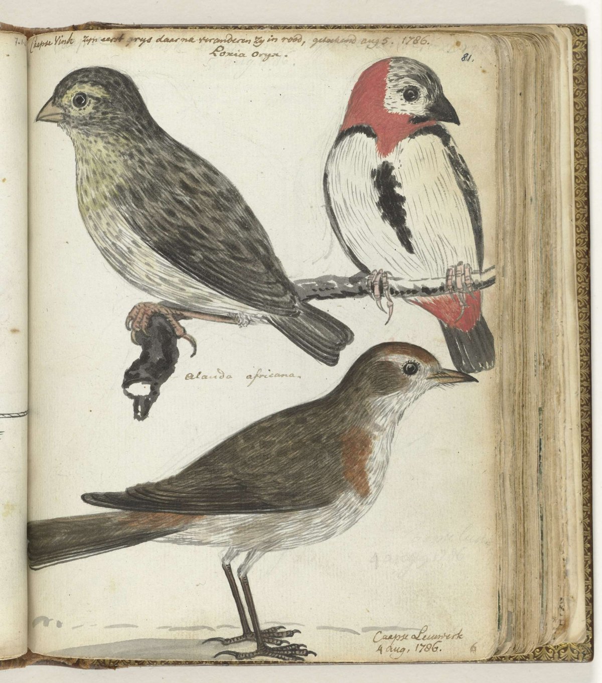 Kaapse vogels, Jan Brandes, 1786