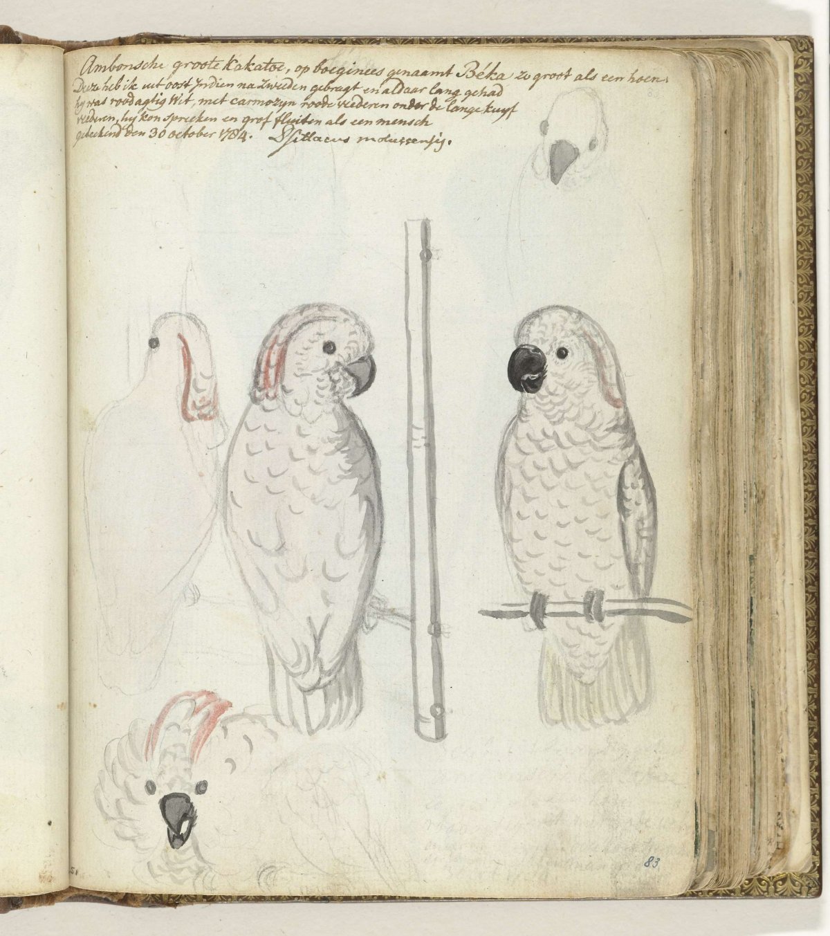 Cockatoo from Ambon, Jan Brandes, 1784