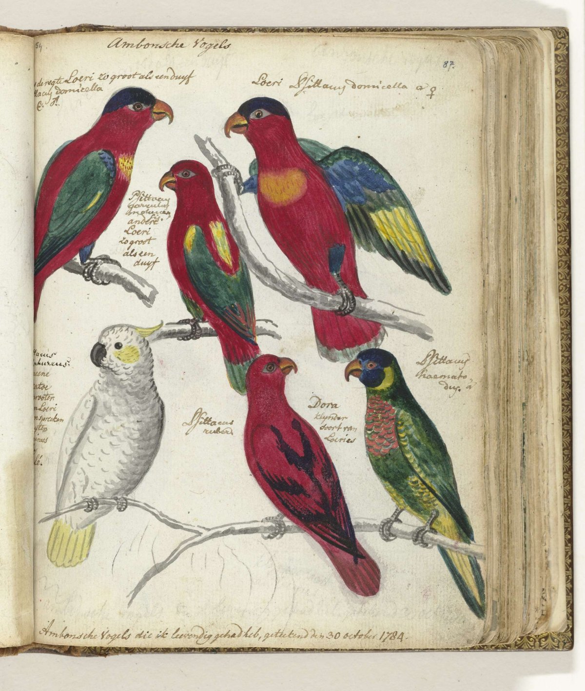 Birds from Ambon, Jan Brandes, 1784