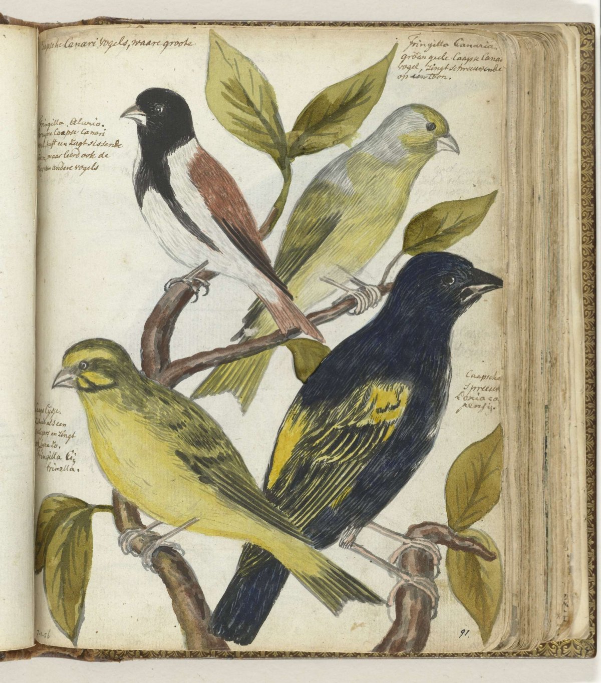 Cape Birds, Jan Brandes, 1786 - 1787