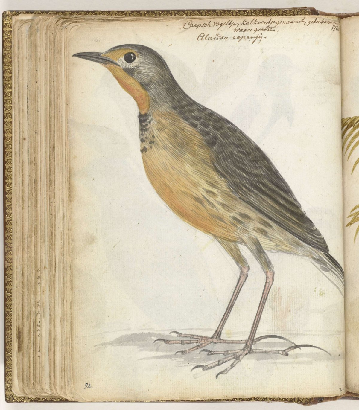 Cape bird, Jan Brandes, 1786
