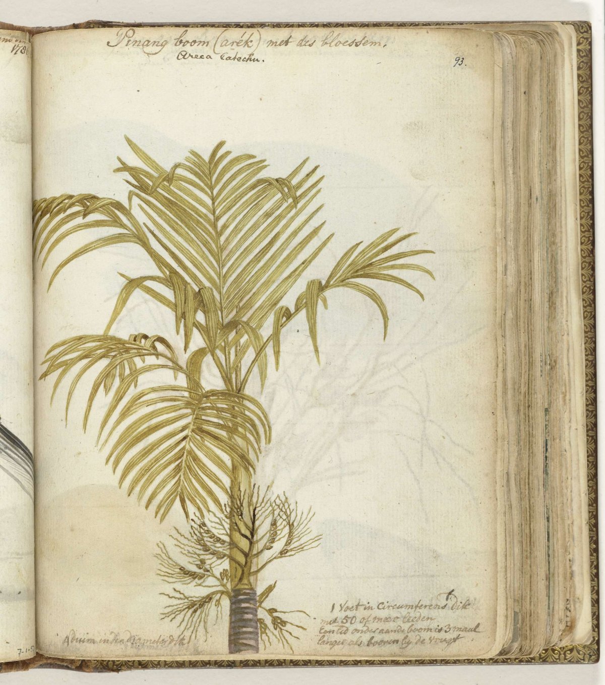 Pinangboom, Jan Brandes, 1785 - 1786