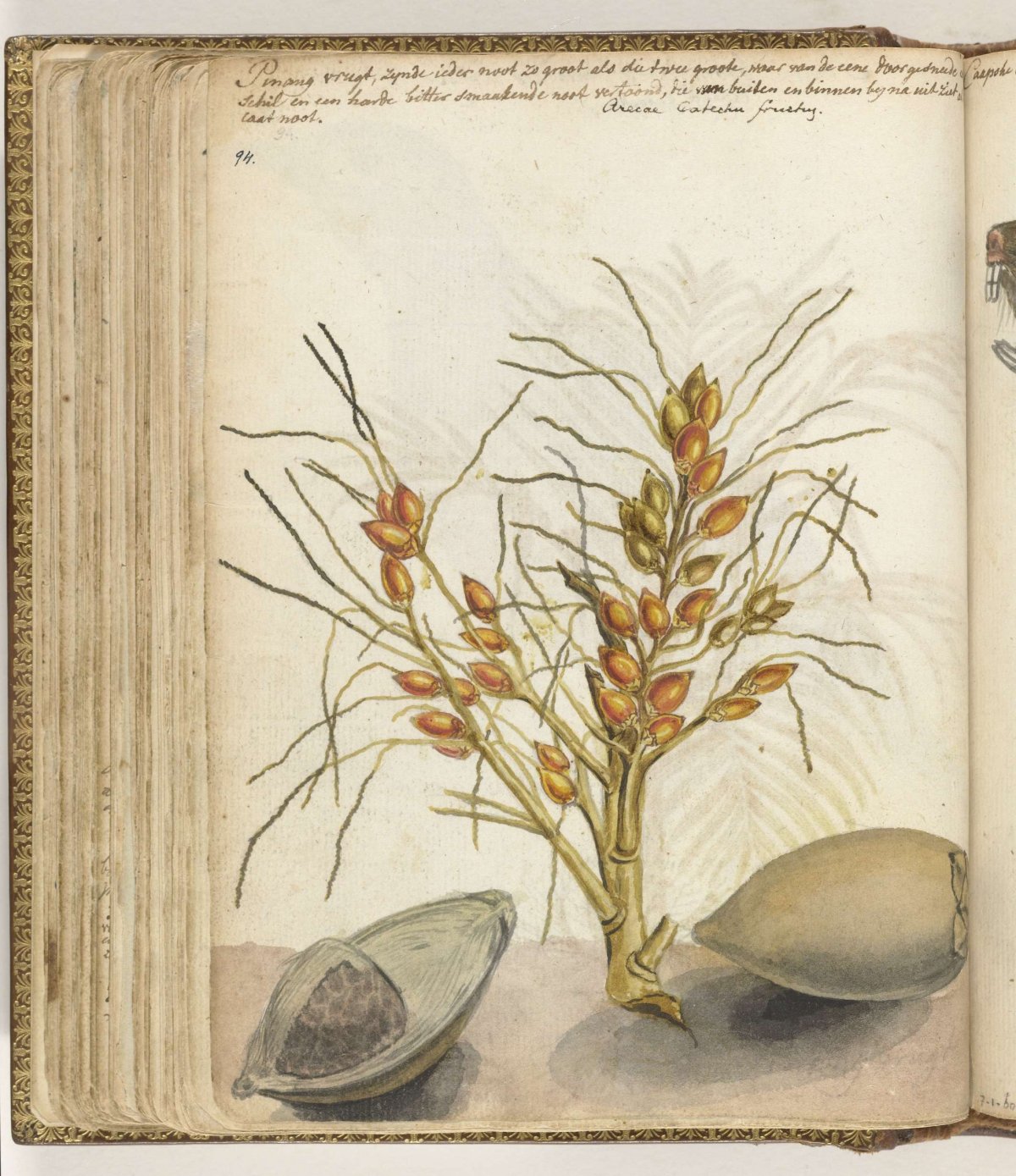 Pinangvruchten, Jan Brandes, 1785 - 1786
