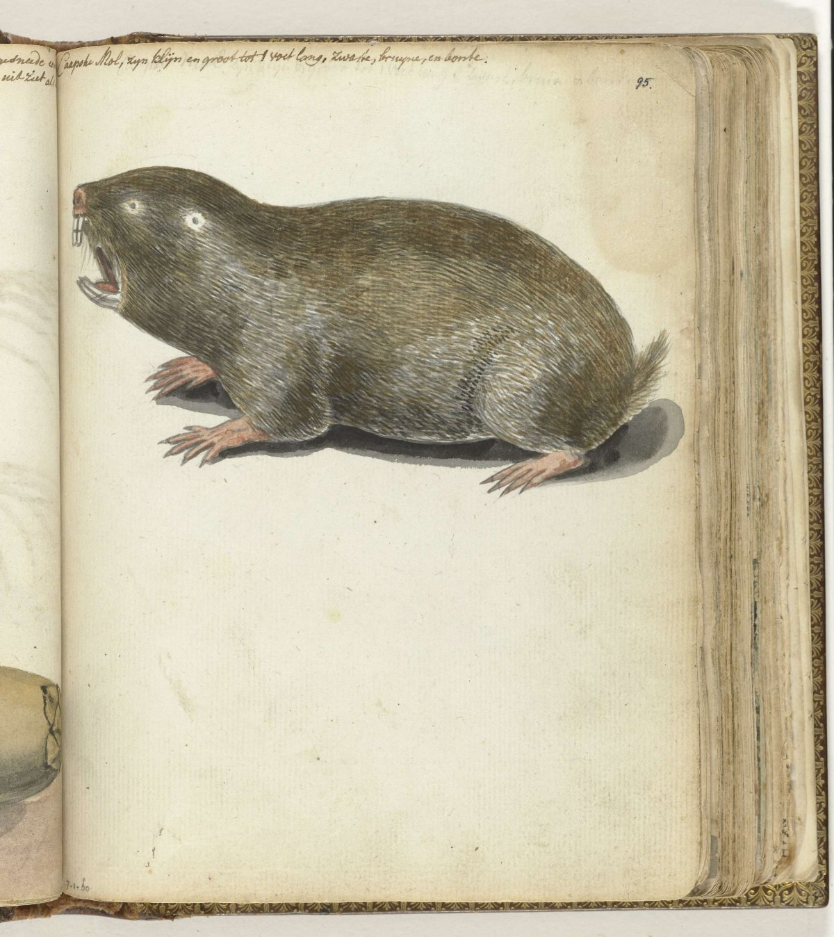 Kaapse mol, Jan Brandes, 1786 - 1787