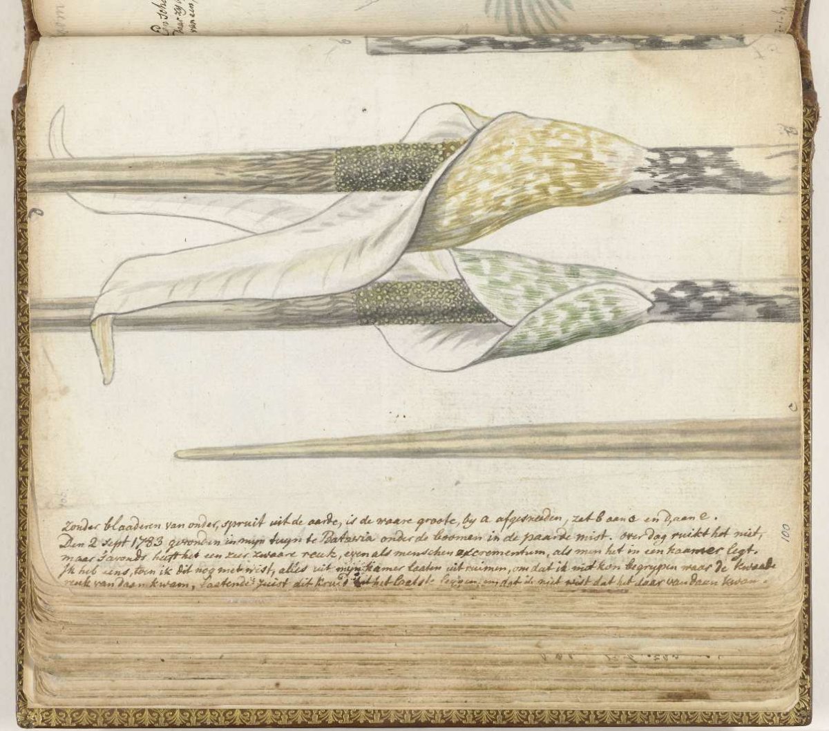 Riekend kruid, Jan Brandes, 1783