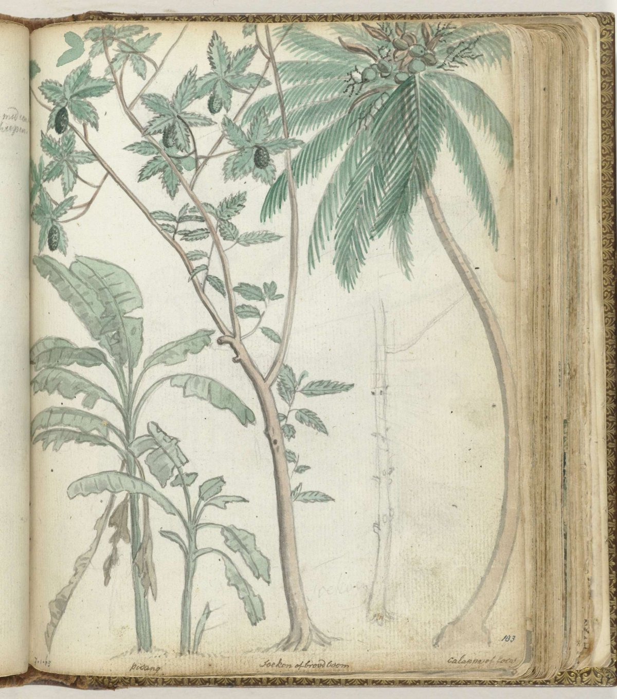 Tropische bomen, Jan Brandes, 1779 - 1787