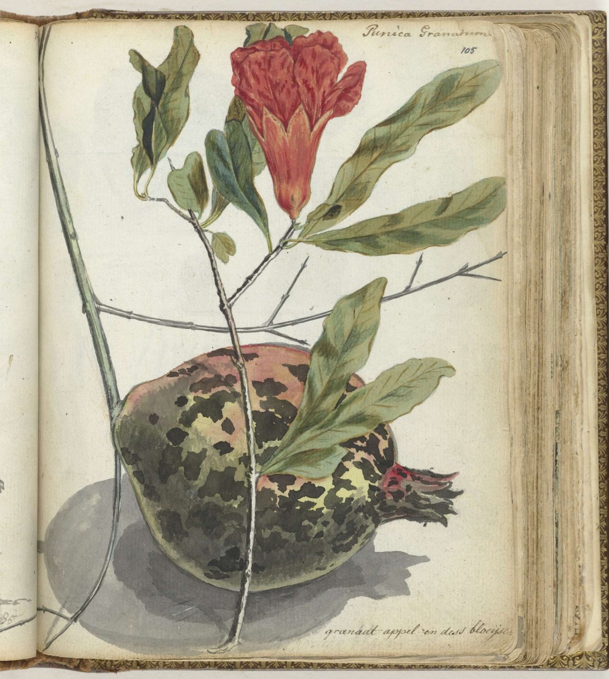 Pomegranate, Jan Brandes, 1779 - 1787