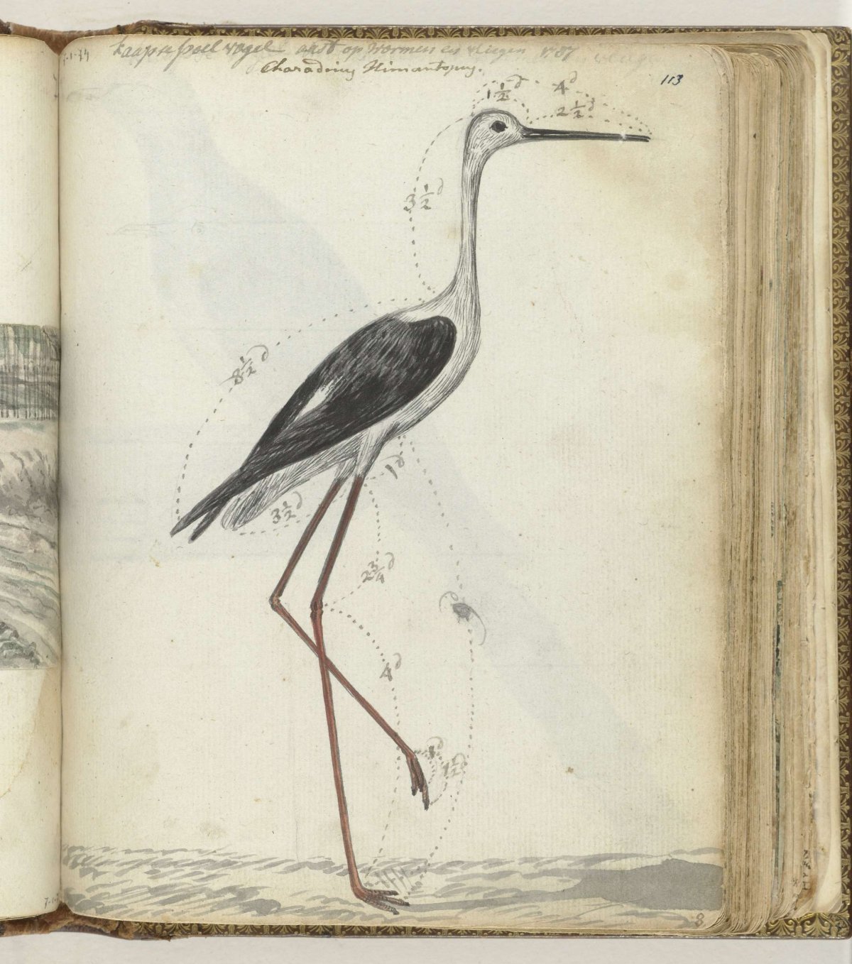 Kaapse poelvogel, Jan Brandes, 1786 - 1787
