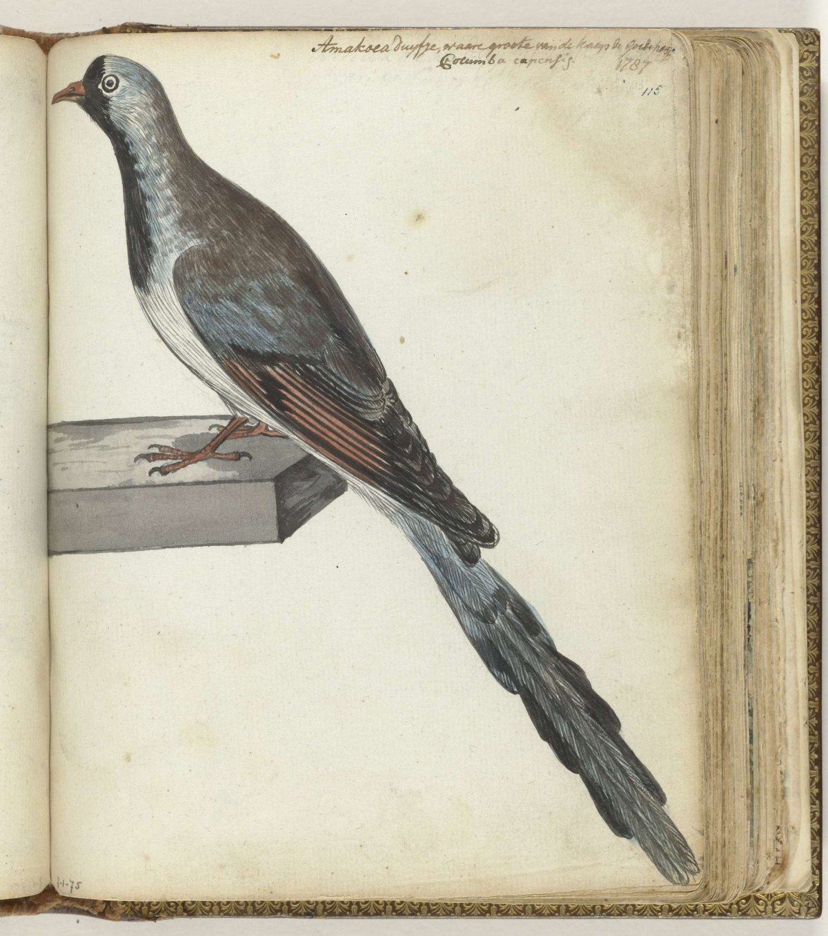 Kaapse duif, Jan Brandes, 1787